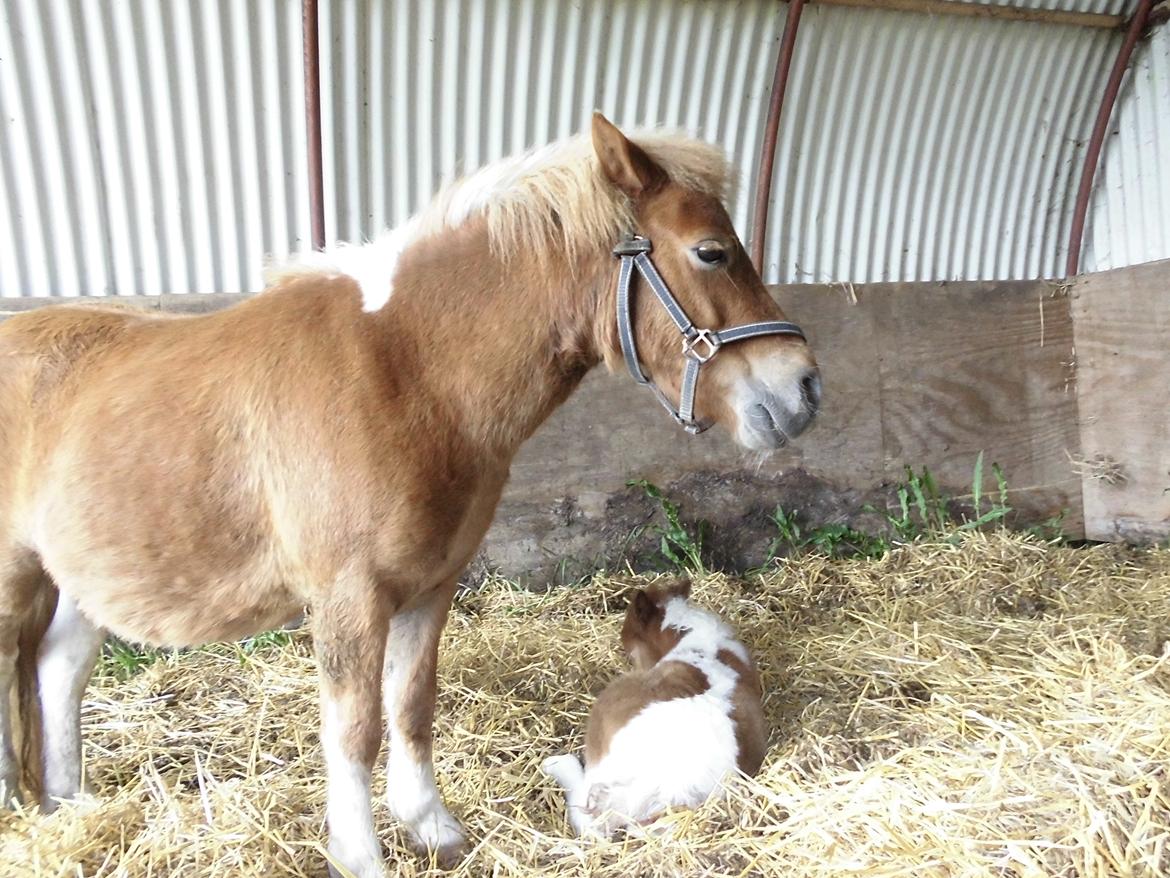 Shetlænder Mosbækmindes Felia billede 2
