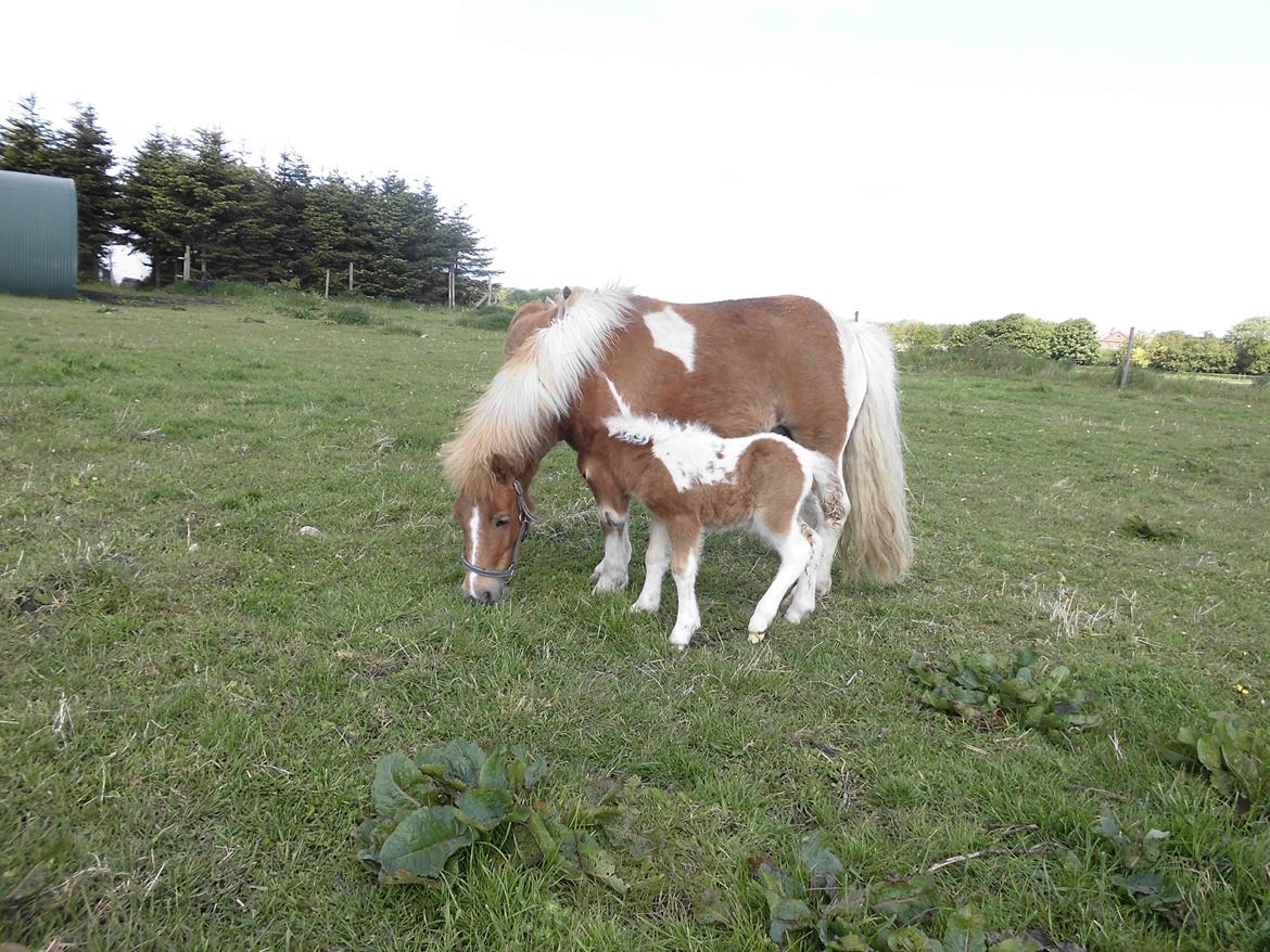 Shetlænder Mosbækmindes Felia billede 3