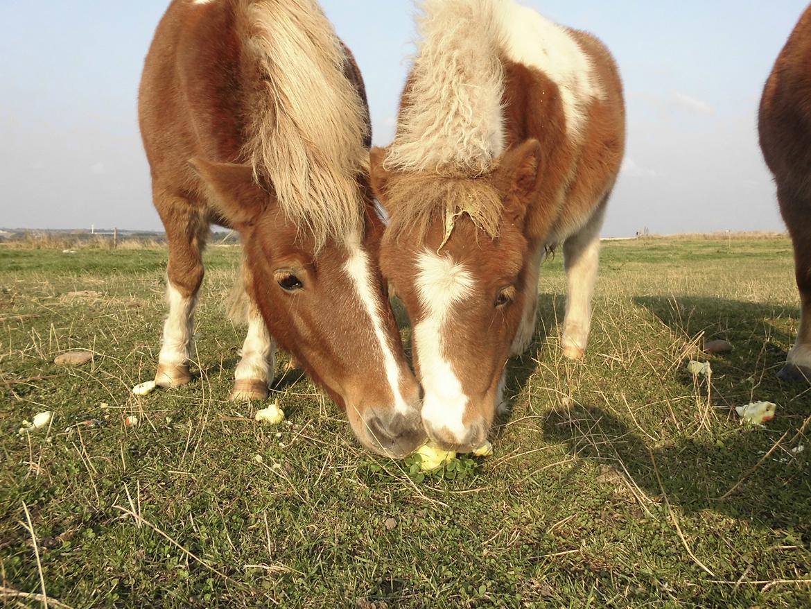 Shetlænder Mosbækmindes Felia billede 4