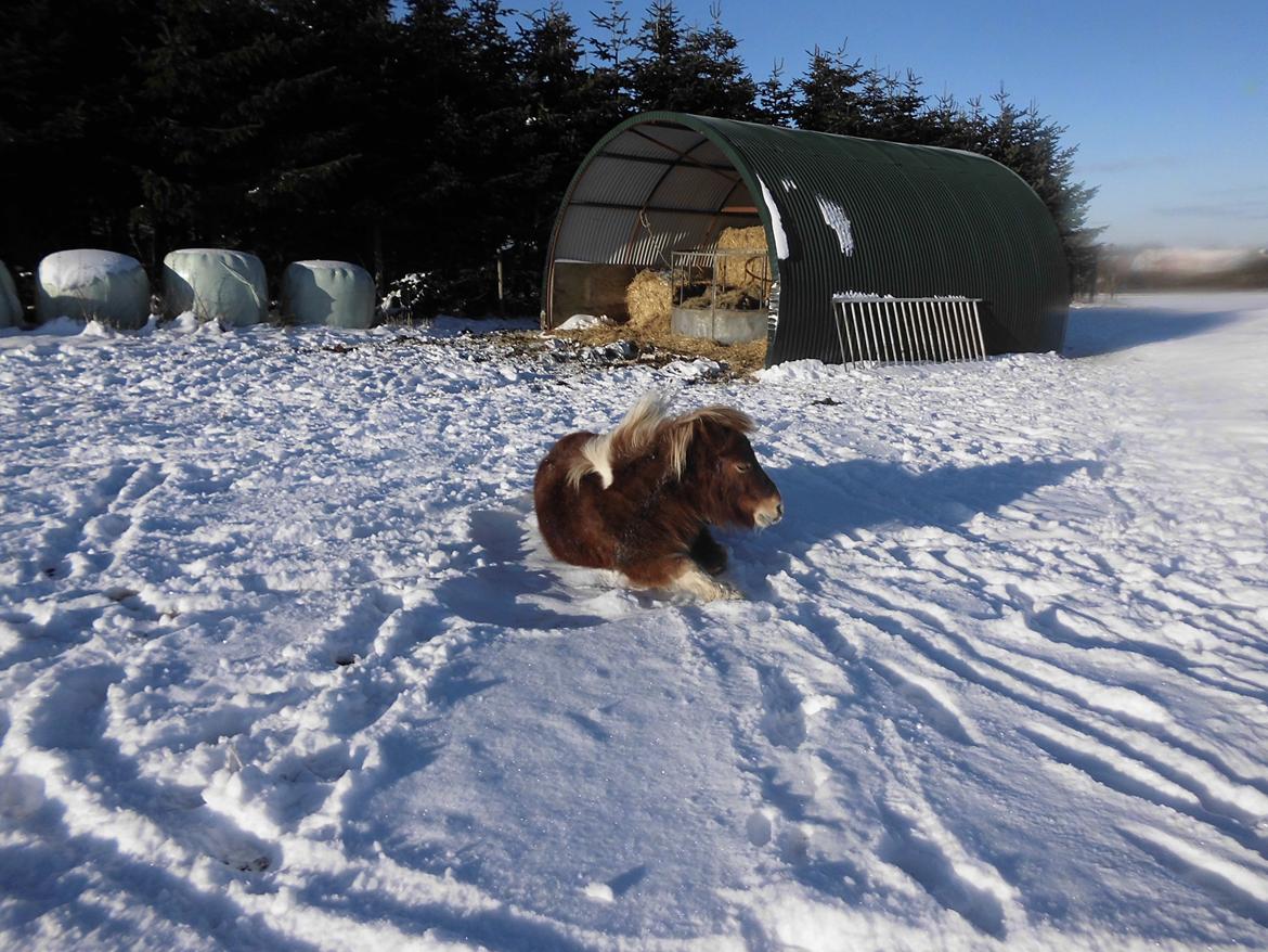 Shetlænder Mosbækmindes Felia billede 5