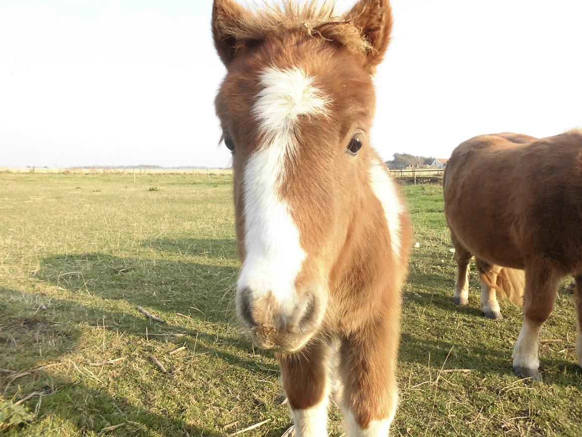 Shetlænder Tot (Følse) billede 9