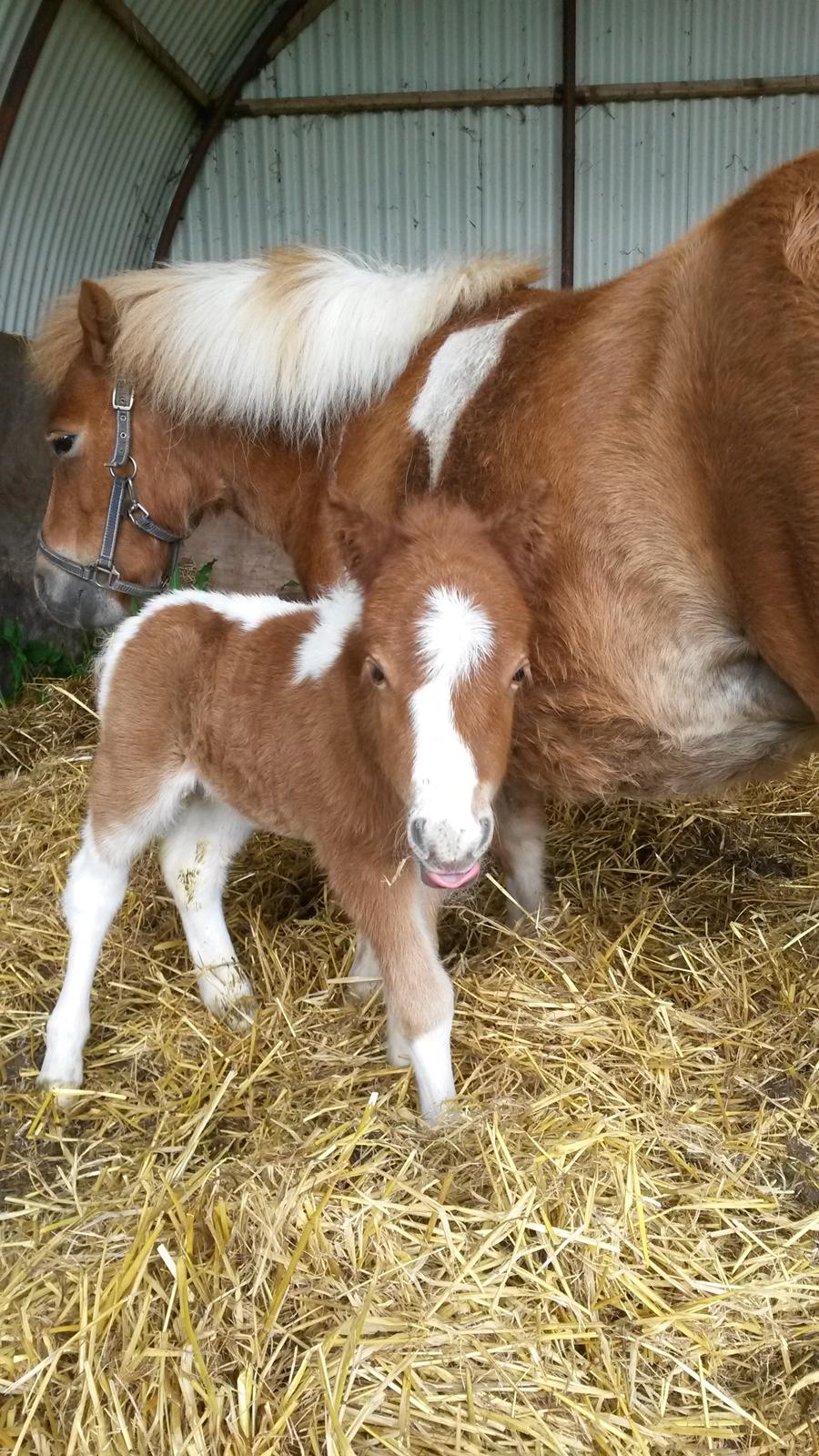 Shetlænder Tot (Følse) billede 1