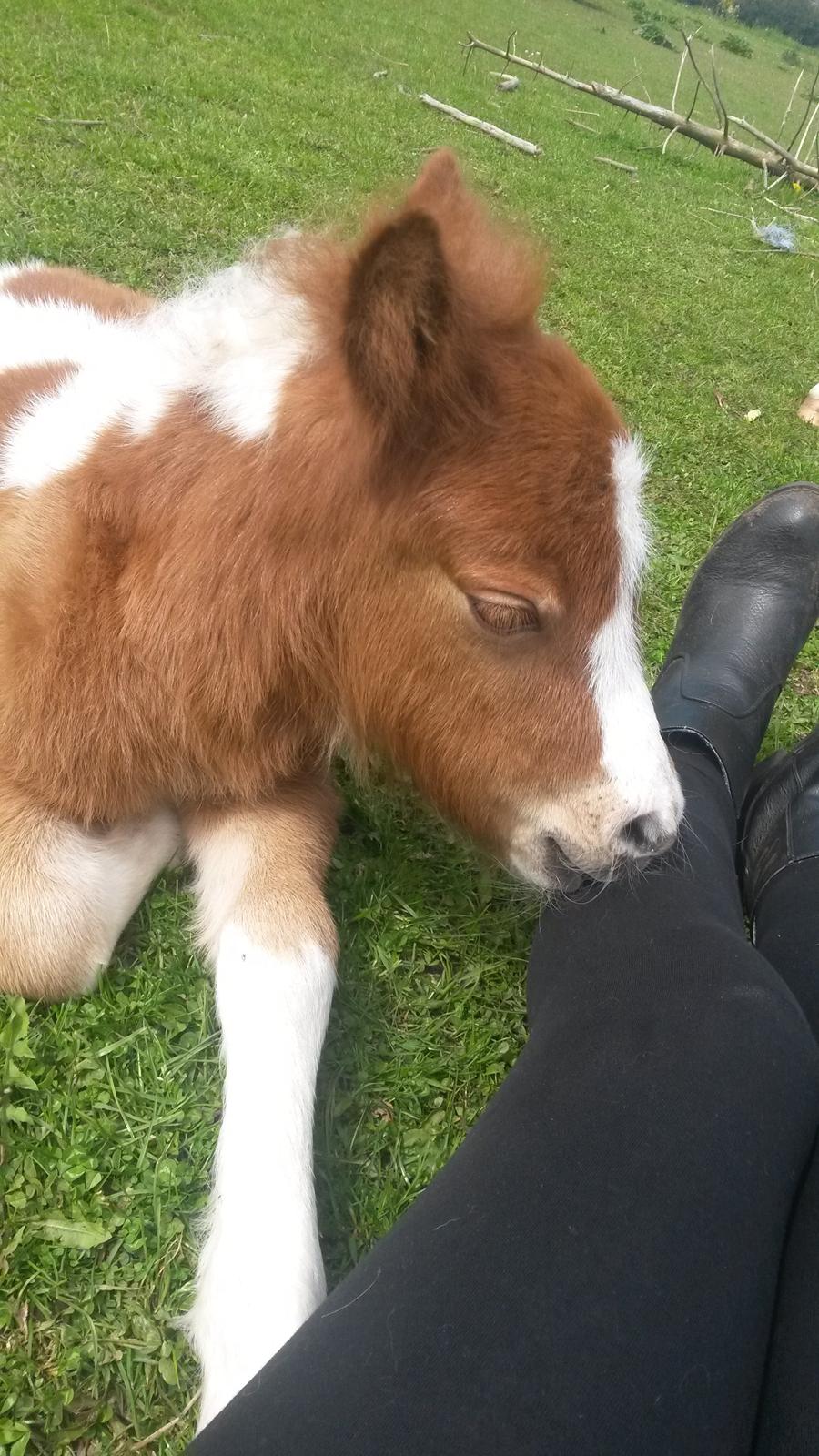 Shetlænder Tot (Følse) billede 3