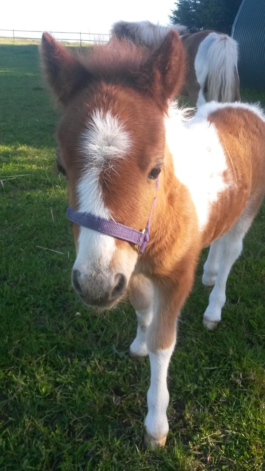 Shetlænder Tot (Følse) billede 7