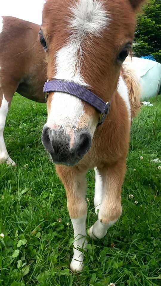Shetlænder Tot (Følse) billede 6