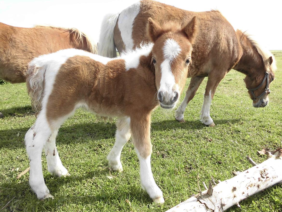 Shetlænder Tot (Følse) billede 4