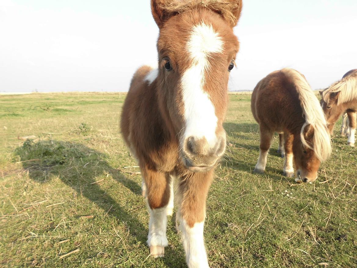 Shetlænder Tot (Følse) billede 10