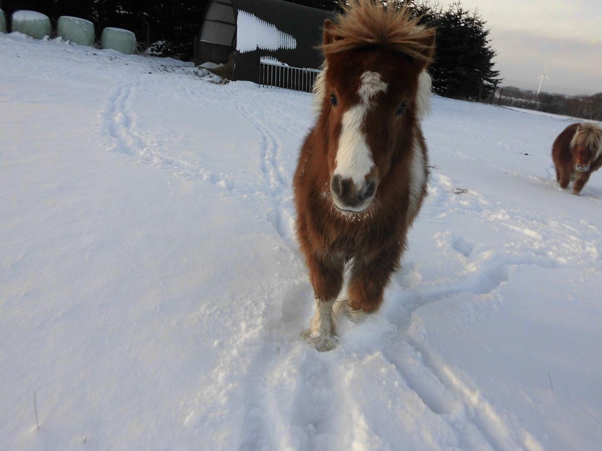 Shetlænder Tot (Følse) - Det er lidt svært at tage billeder af hende når hun vil snakkes med :D billede 11