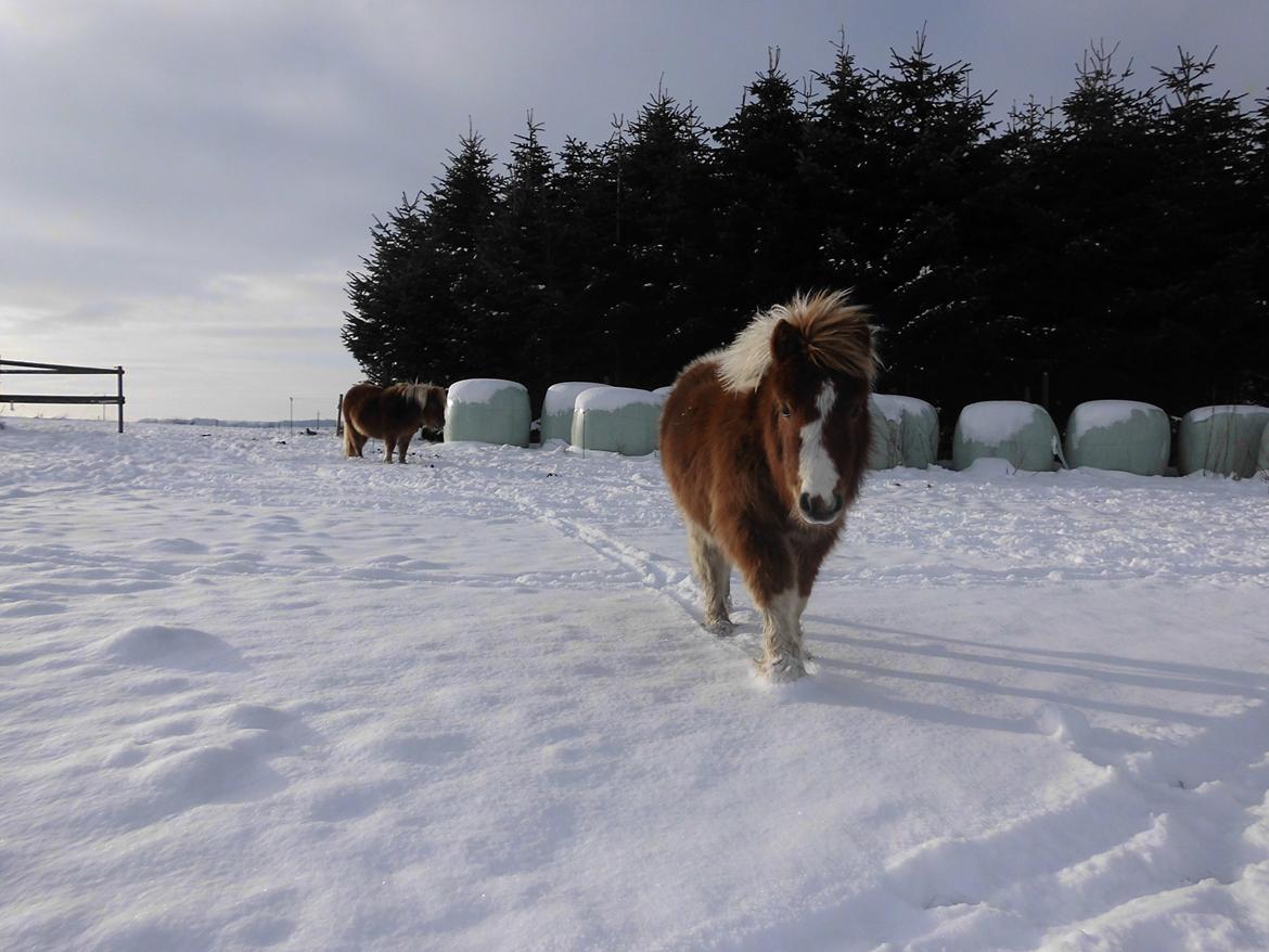 Shetlænder Tot (Følse) billede 12