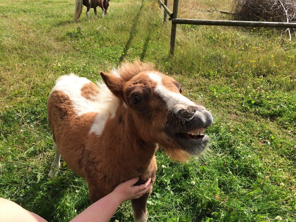 Shetlænder Tot (Følse) billede 8