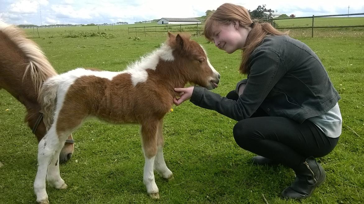 Shetlænder Tot (Følse) - Mig og Følse :) billede 5