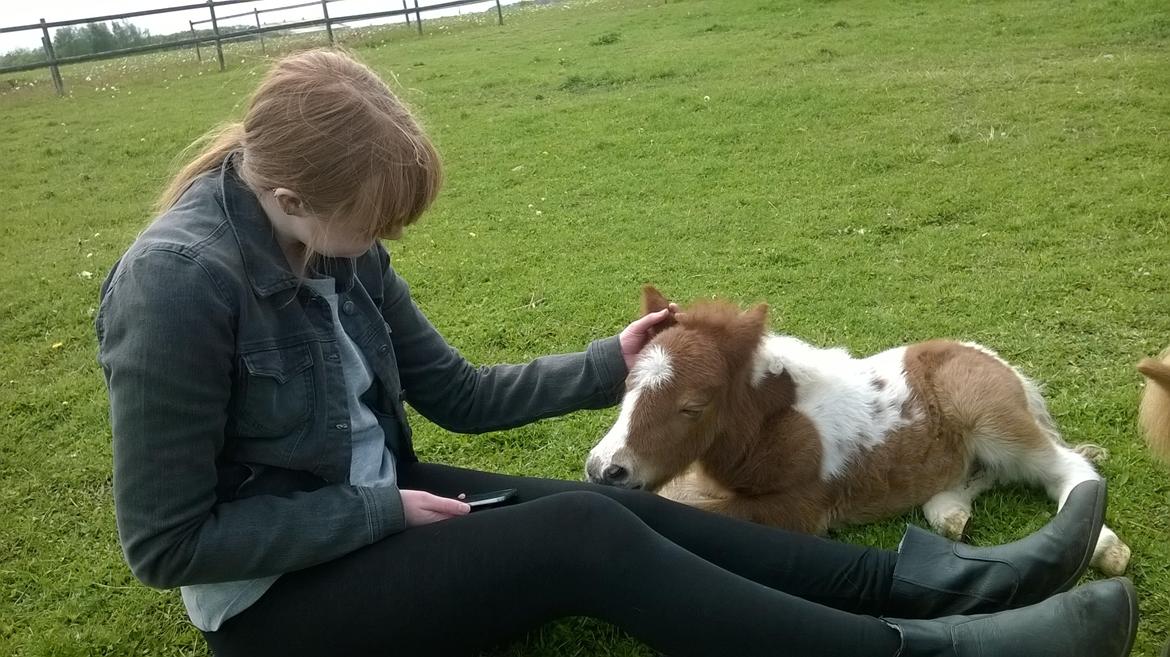 Shetlænder Tot (Følse) - Mig og Følse :) billede 2