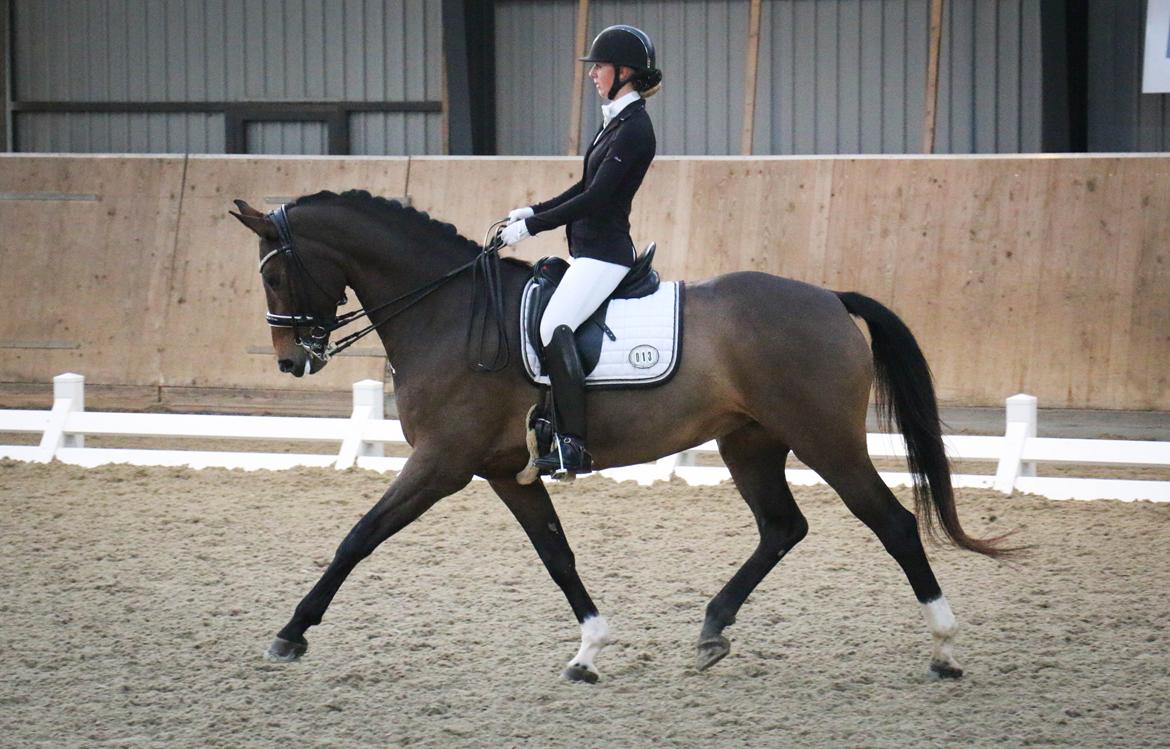 Dansk Varmblod Lertevang´s Ladybird - Lady klubmester 2015 i MB0 billede 15