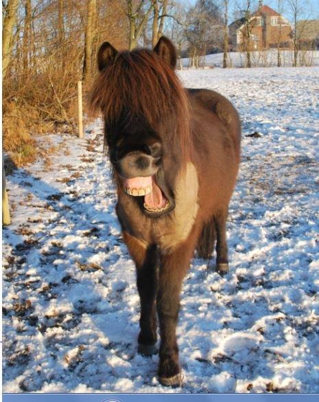 Islænder LITFARI BLÅBJERG - Det er møj hårdt! billede 6