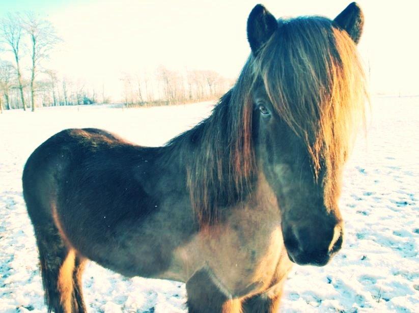 Islænder LITFARI BLÅBJERG - Det er dejligt koldt udenfor! <3 billede 2