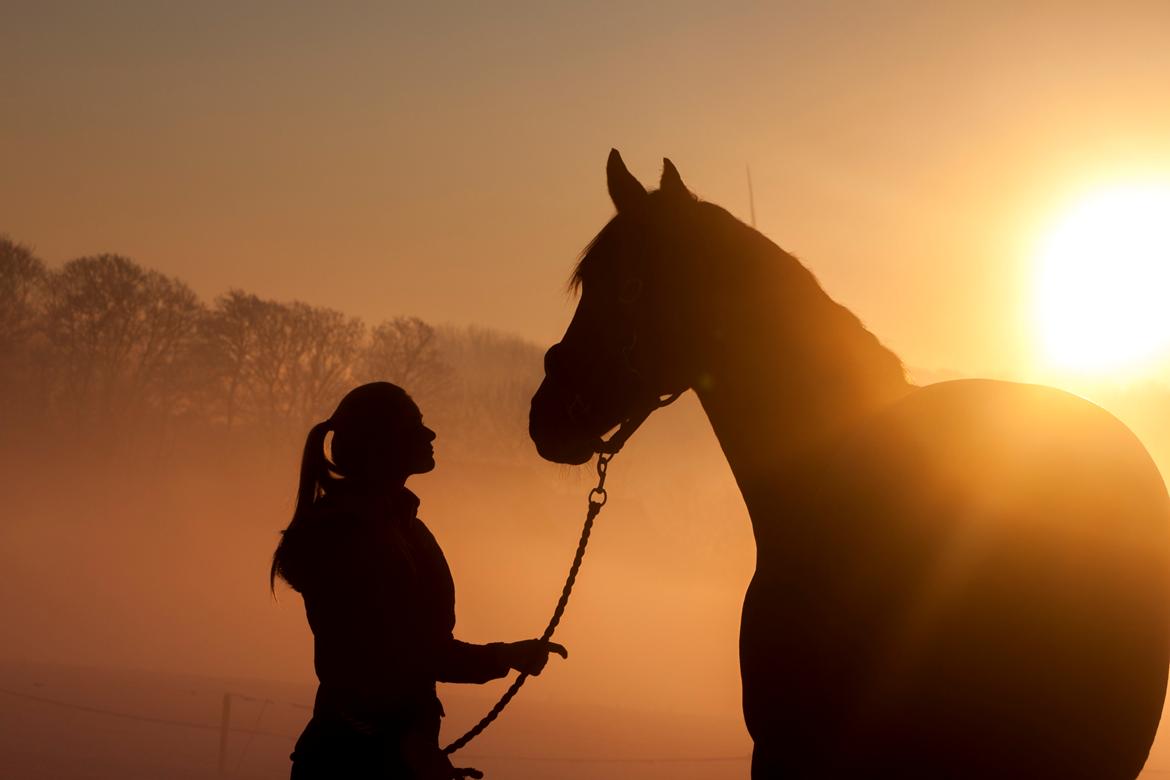Dansk Varmblod Bakkegaarden's Chester billede 2