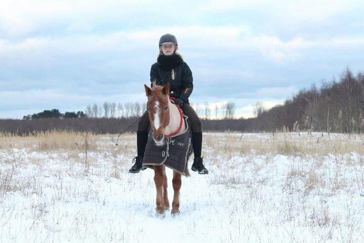 Hollandsk Sportspony Billy Boy - i cordeo på marken<3  billede 17