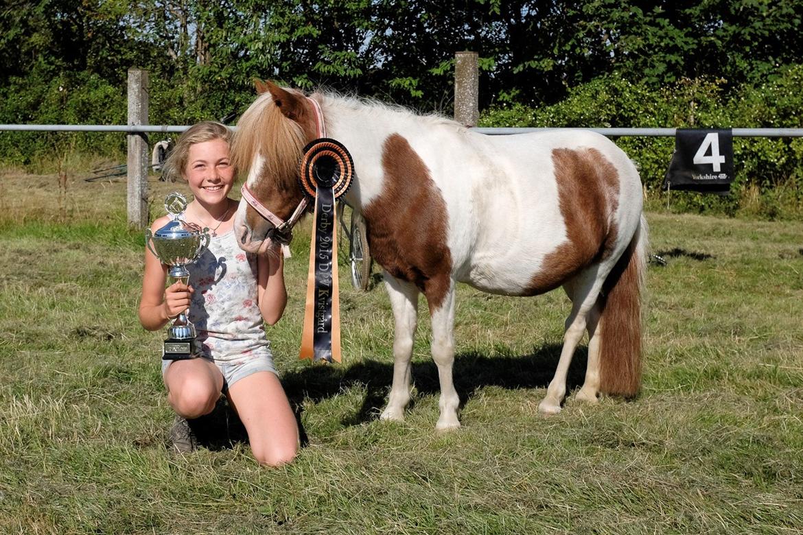 Shetlænder Flaminco *Min Skattebasse<3* - 2 plads til derby 2015<3 billede 7