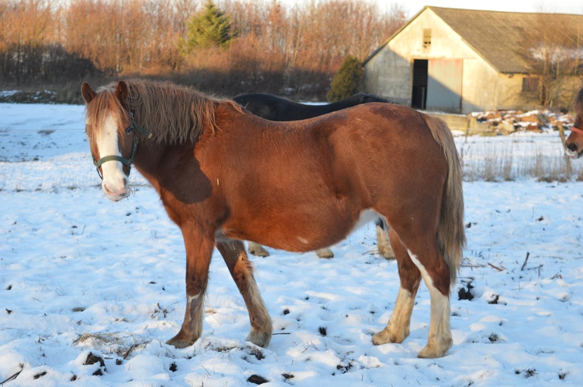 Welsh Pony af Cob-type (sec C) Rosengårdens Nadina - Nadina januar 2016 ;-) billede 12