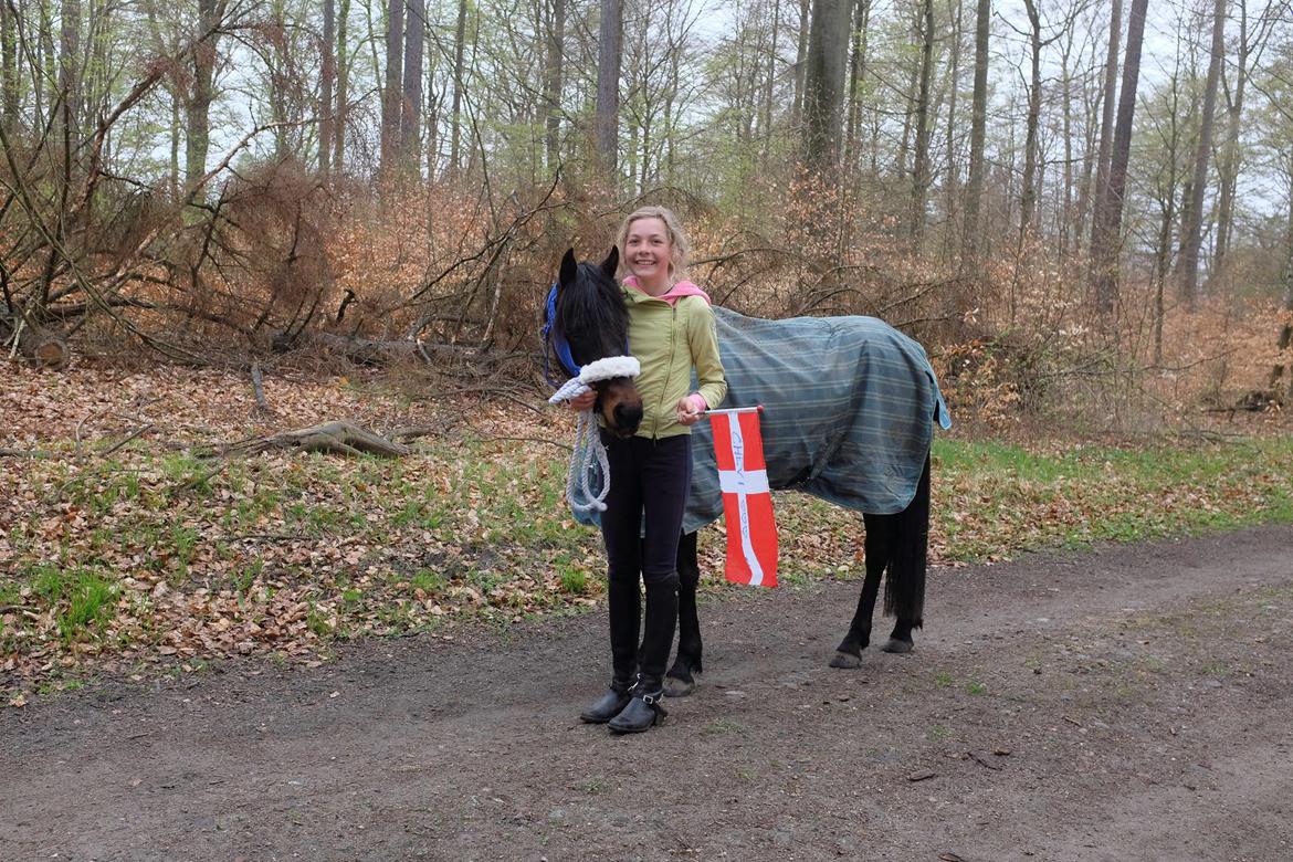 DSP Festina's Chevi *bestie* - Chevse fylder 5<3 2015 billede 15