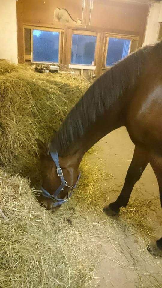 Fuldblod (XX) Pingus - Der findes ikke noget bedre end ta selv wrap :D billede 8