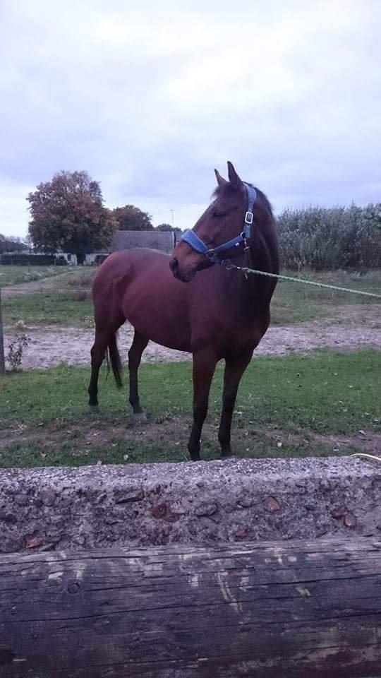 Fuldblod (XX) Pingus - Min smukke hest billede 9