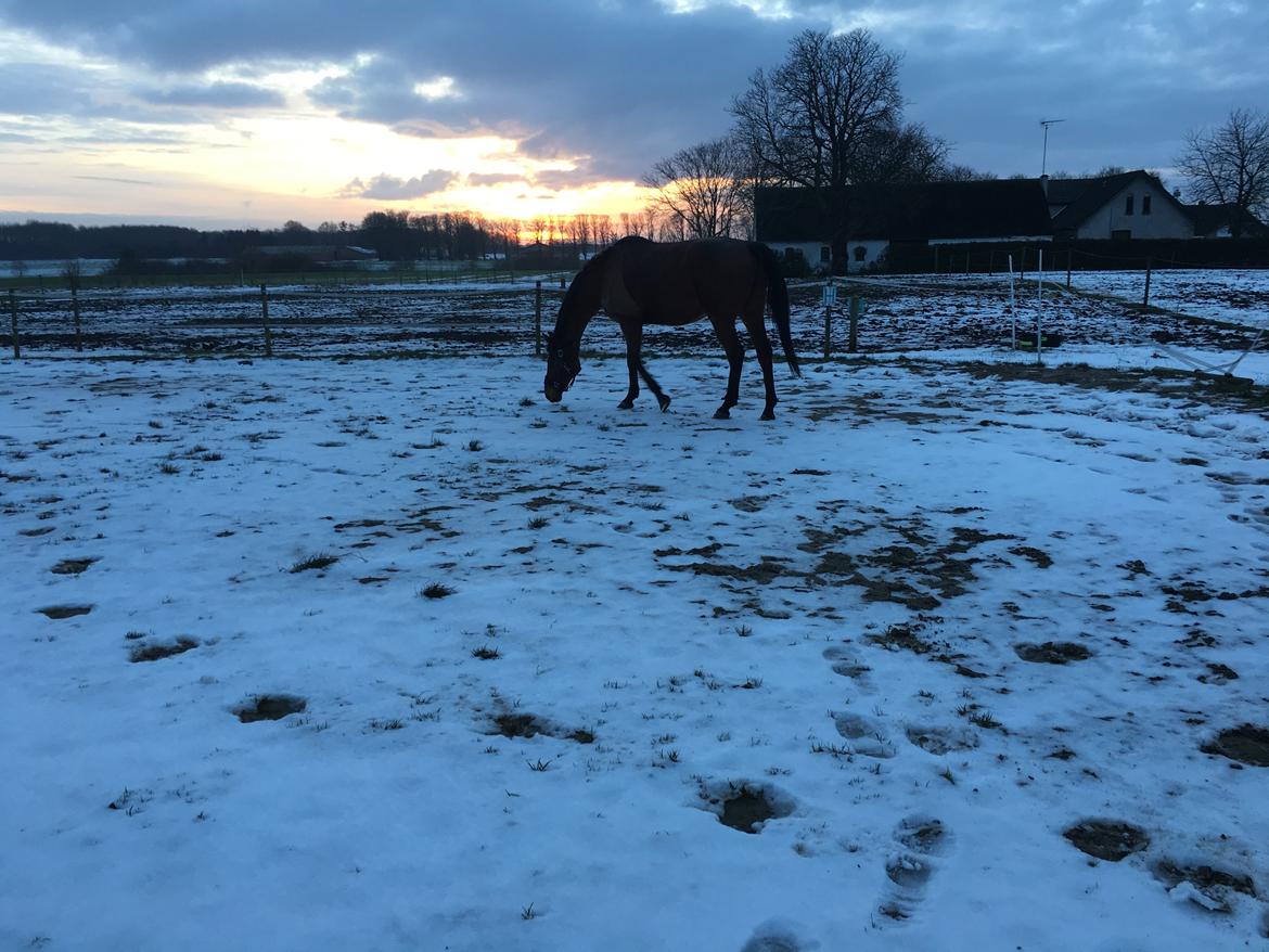 Fuldblod (XX) Pingus - Altid bedre at spise, end at arbejde :D billede 13