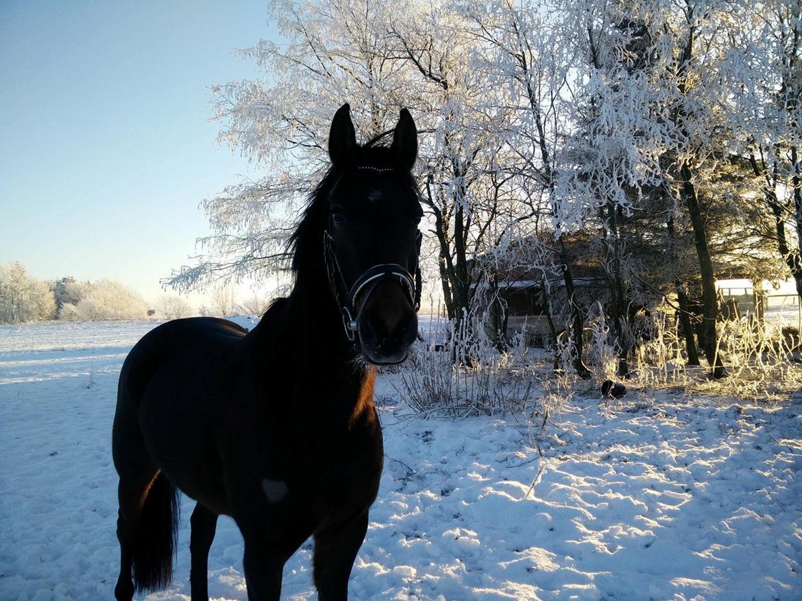 DSP Stidsbjergs Duster billede 14