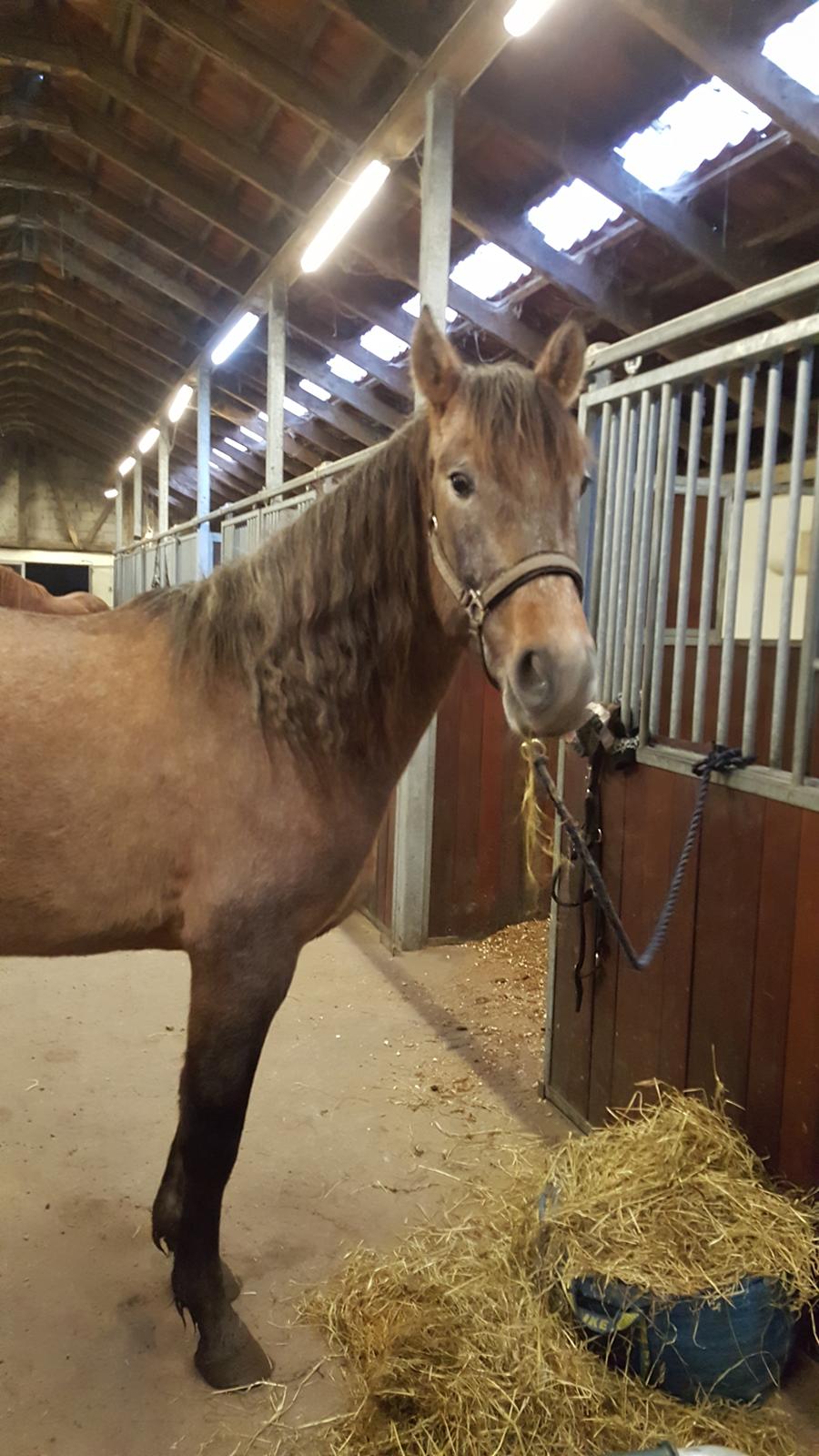 Pura Raza Española Primero  billede 1