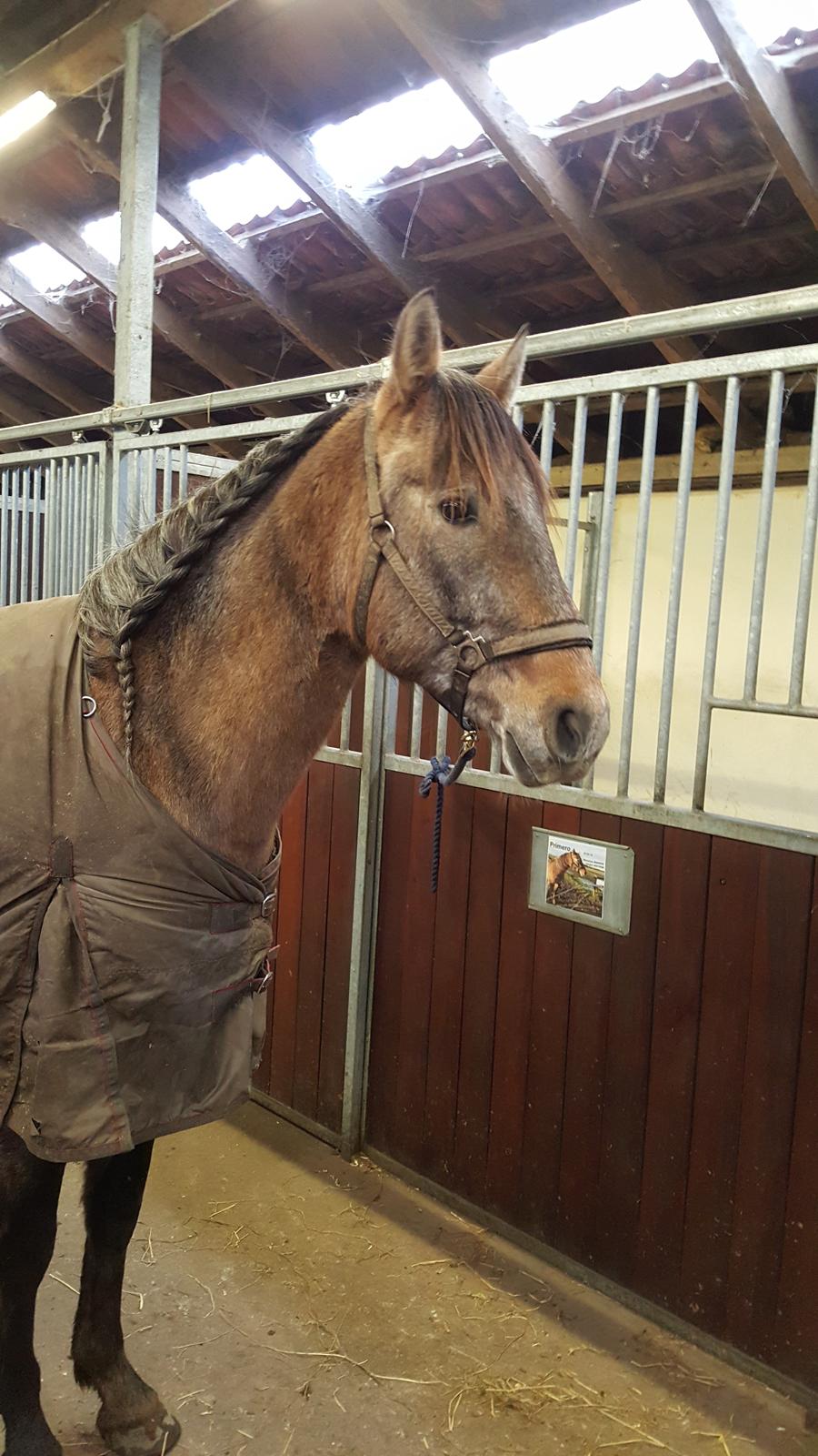 Pura Raza Española Primero  billede 2