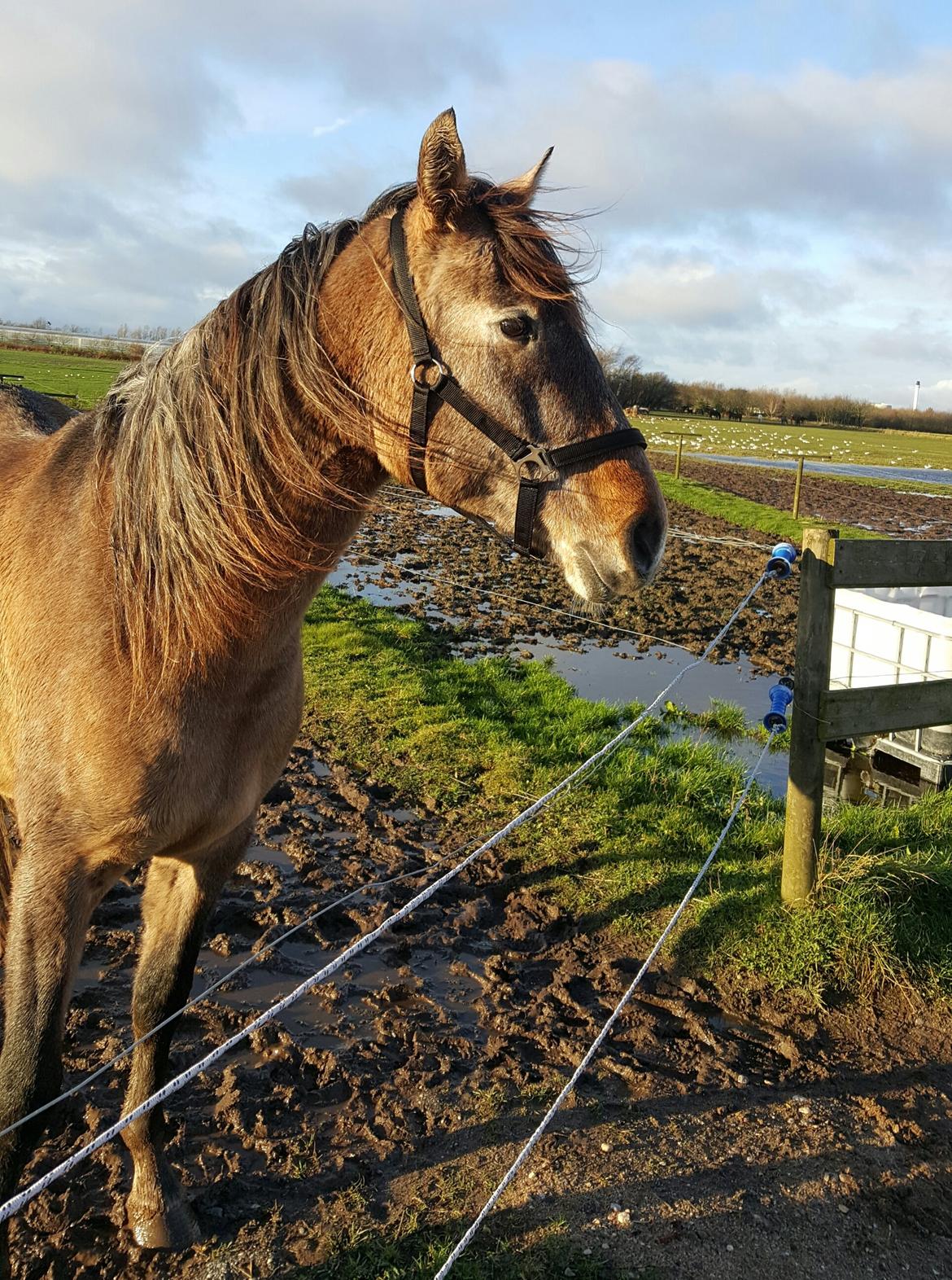 Pura Raza Española Primero  billede 3