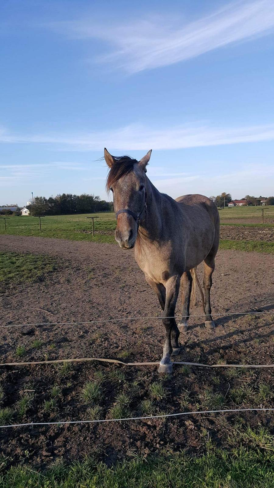 Pura Raza Española Primero  billede 4