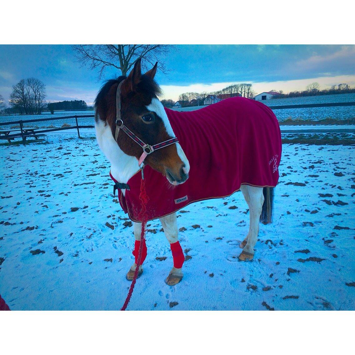 Pinto Rosenlyst's Queen Of Hearts billede 1