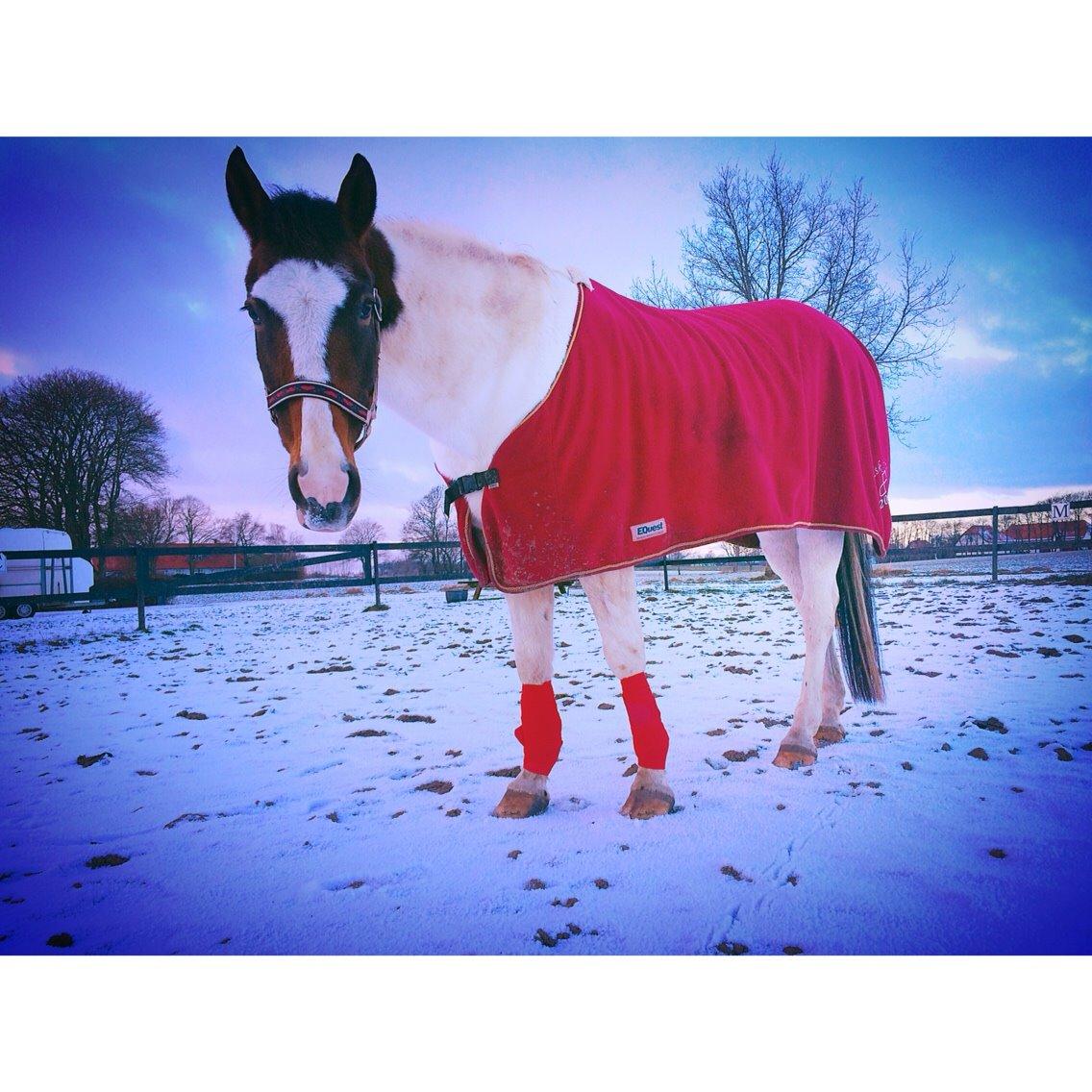 Pinto Rosenlyst's Queen Of Hearts billede 2