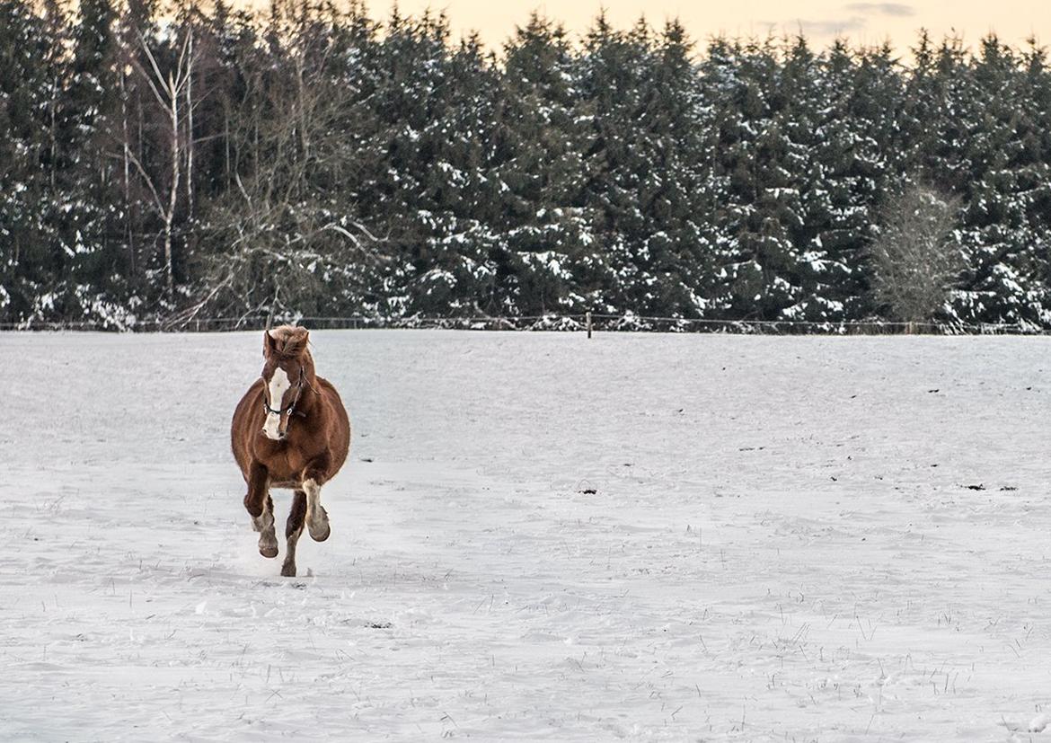 Welsh Pony af Cob-type (sec C) Pwllmelin Georgina (Blob)  - Blob skynder sig tilbage efter en godbid billede 11