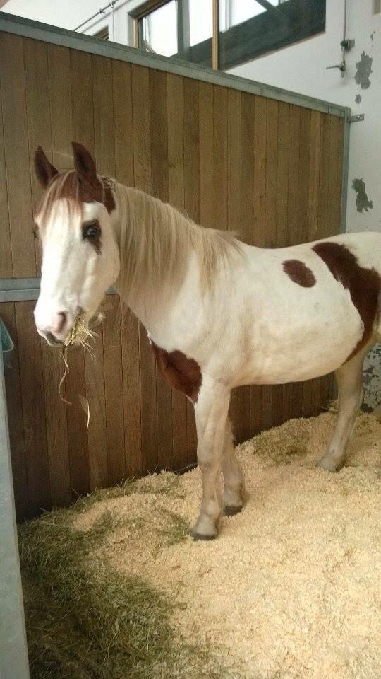 Pinto Torpedo  - Torpedo i sin boks på dyrehospitalet.  billede 4