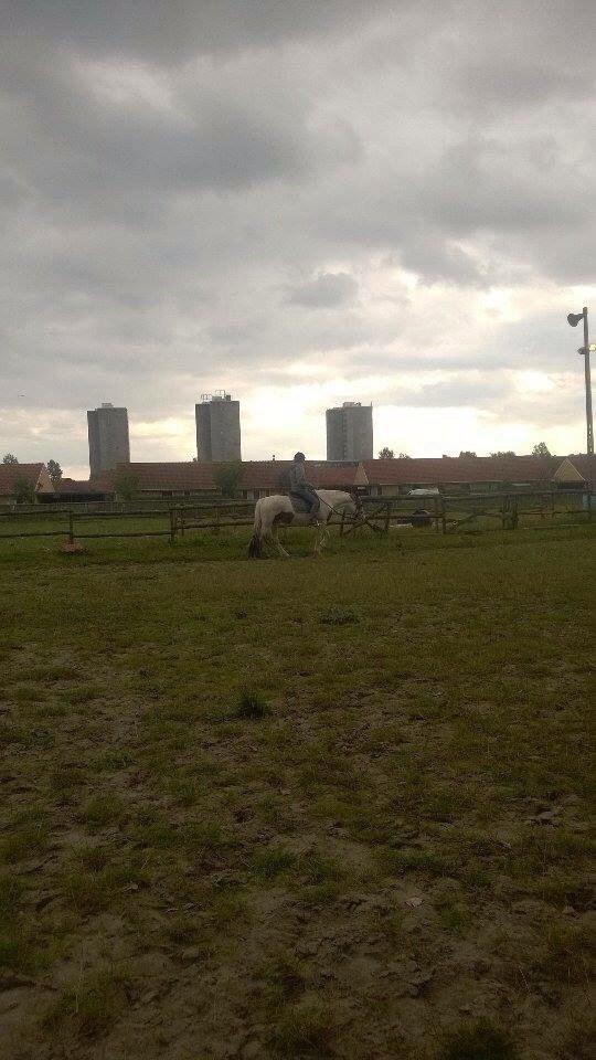 Pinto Torpedo  billede 6