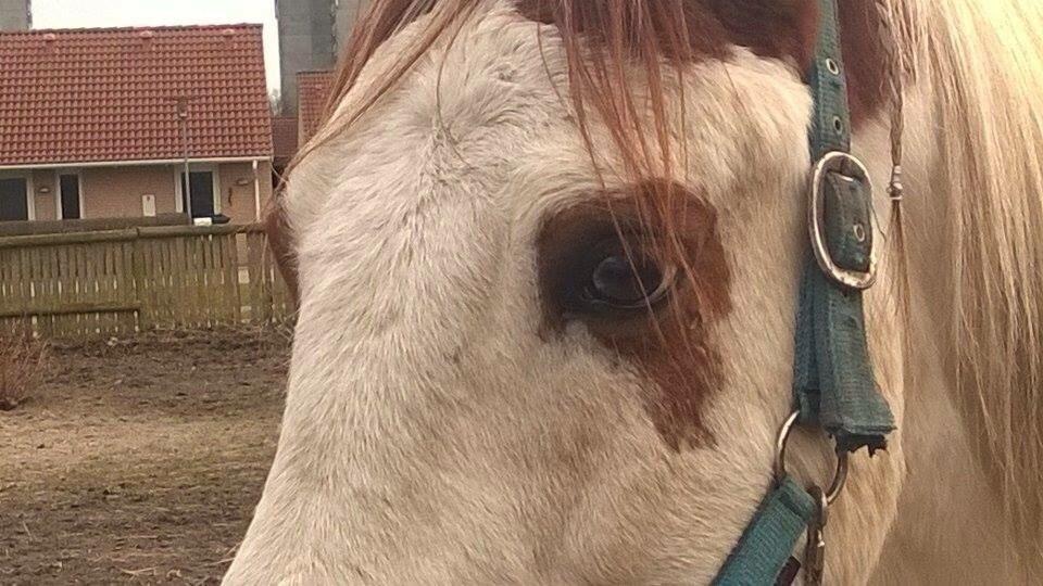 Pinto Torpedo  billede 12