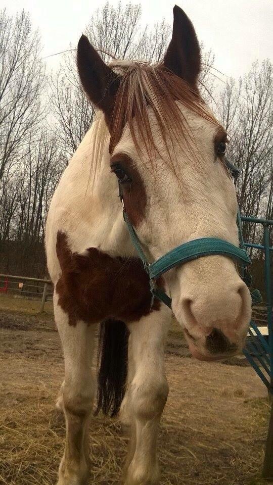 Pinto Torpedo  billede 15