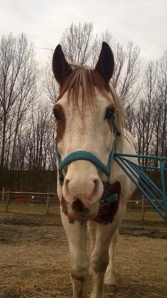 Pinto Torpedo  billede 16