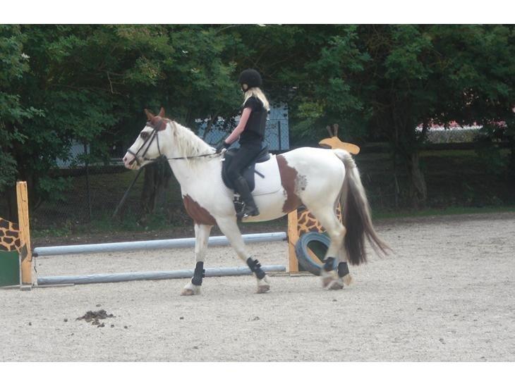 Pinto Torpedo  billede 18