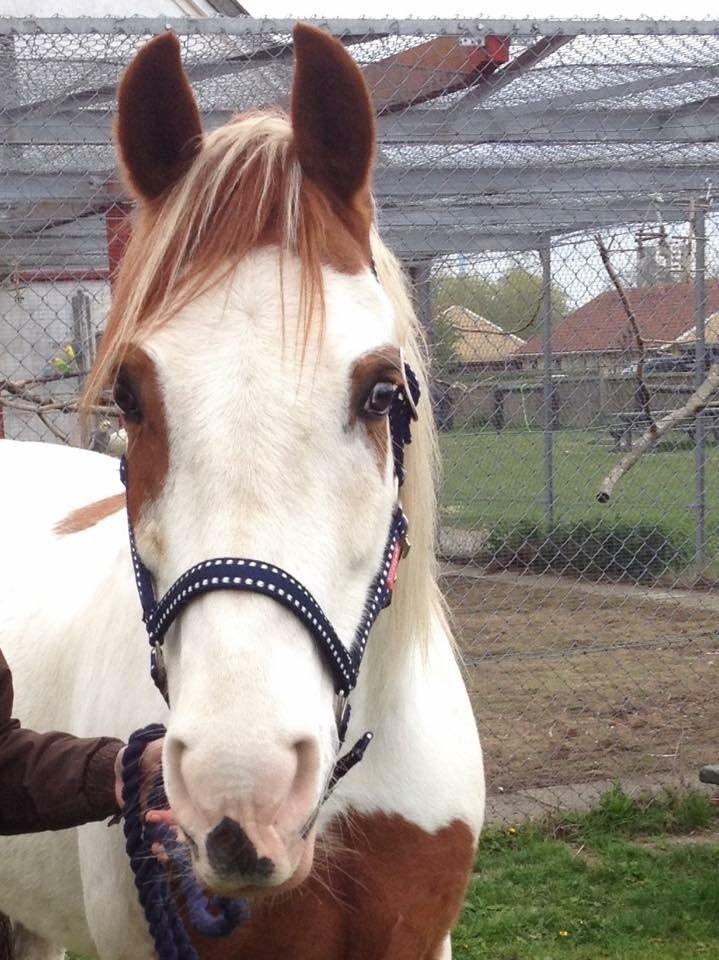 Pinto Torpedo  - Verdens bedste.  billede 20