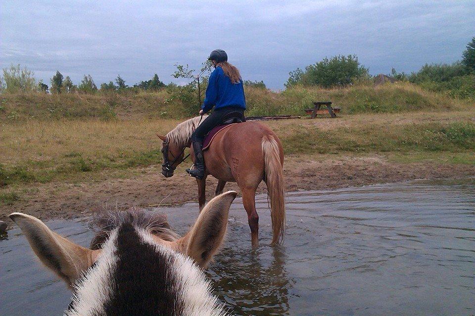 Frederiksborg Skovvanggårdens Bunnie billede 2