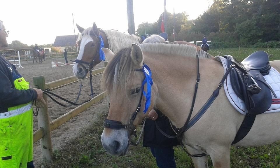 Frederiksborg Skovvanggårdens Bunnie billede 5