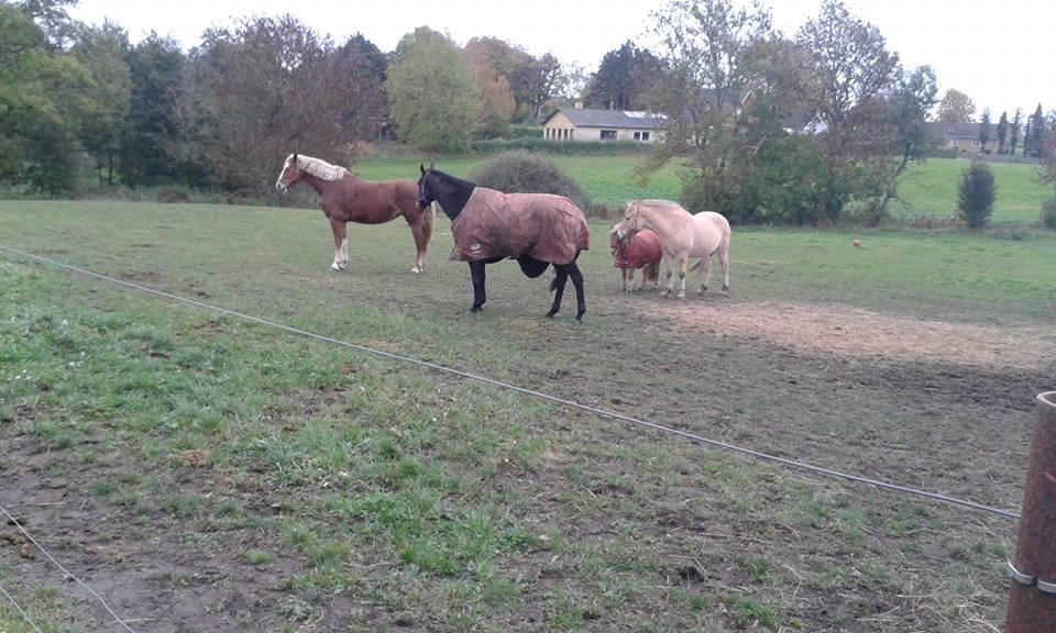 Frederiksborg Skovvanggårdens Bunnie billede 6