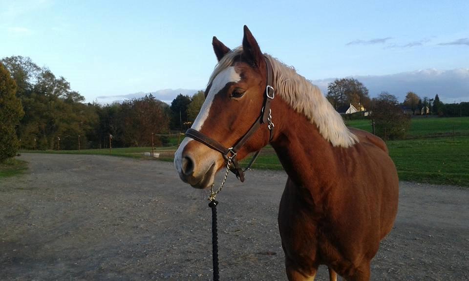 Frederiksborg Skovvanggårdens Bunnie billede 9