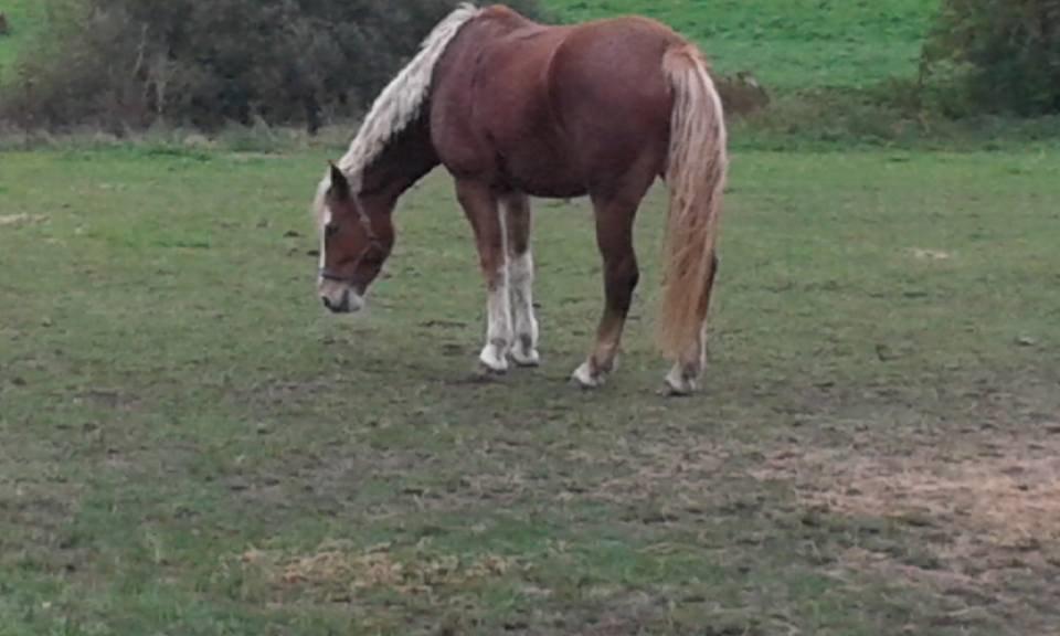 Frederiksborg Skovvanggårdens Bunnie billede 8