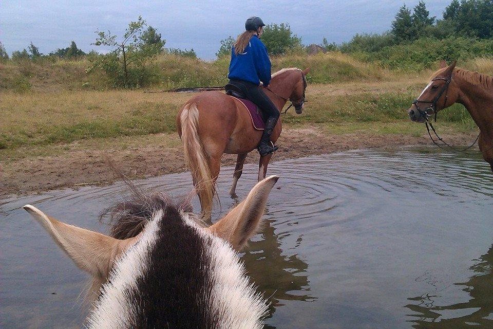 Frederiksborg Skovvanggårdens Bunnie billede 11