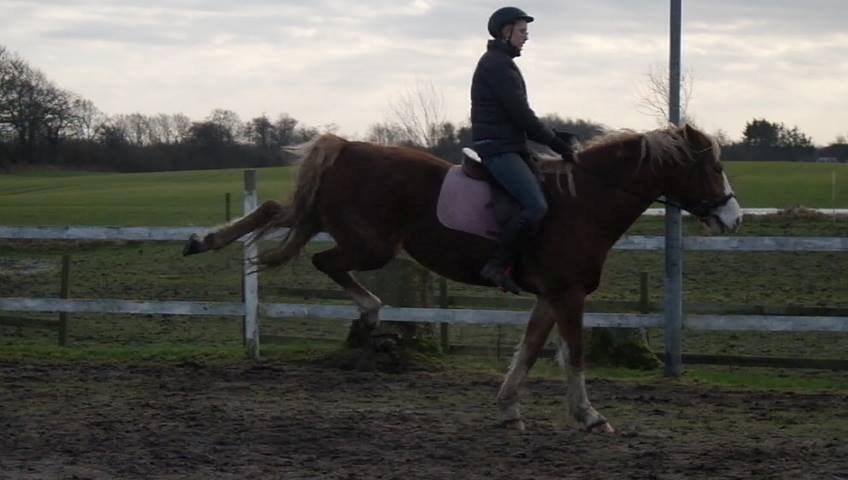 Frederiksborg Skovvanggårdens Bunnie billede 13