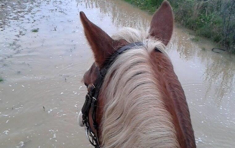 Frederiksborg Skovvanggårdens Bunnie billede 10